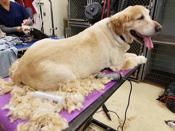 Groomed Dog — Pet Services in Miller Place, New York