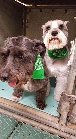 Dog with Scarf — Pet Services in Miller Place, New York