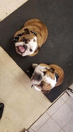 Dog Looking Up — Pet Services in Miller Place, New York