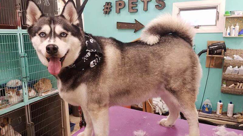 Husky — Pet Services in Miller Place, New York