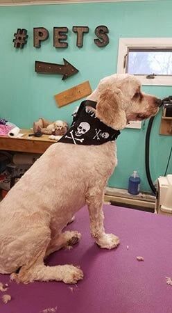 Dog — Pet Services in Miller Place, New York