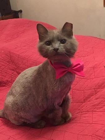 Cute Cat — Pet Services in Miller Place, New York