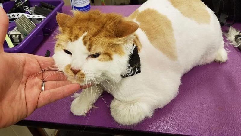 Cat — Pet Services in Miller Place, New York