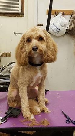 Adorable Dog — Pet Services in Miller Place, New York