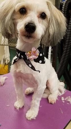 Tiny Dog — Pet Services in Miller Place, New York