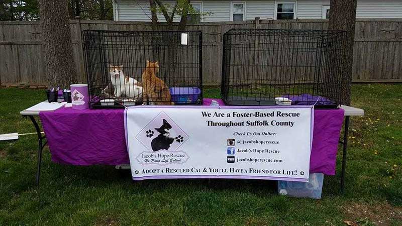 Cat for Adaption — Pet Services in Miller Place, New York