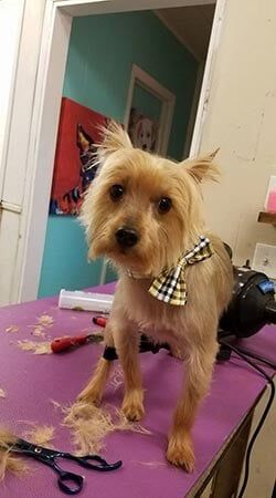 Dog with Bow tie — Pet Services in Miller Place, New York