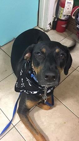 Cute Black Dog — Pet Services in Miller Place, New York