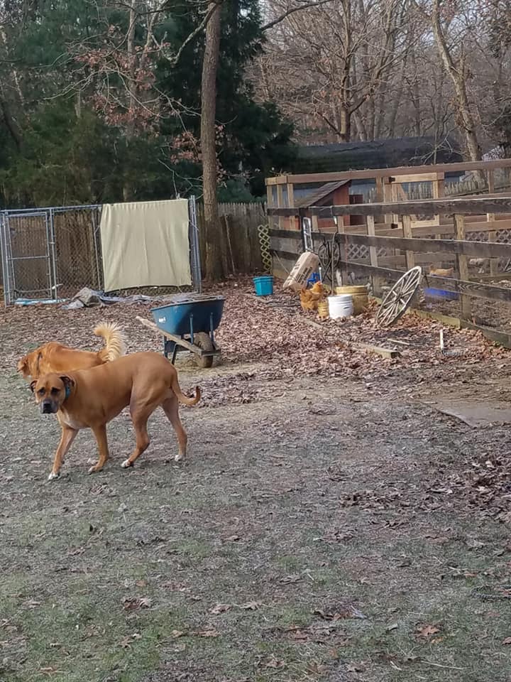 Top Rated Pet Boarding Miller Place, NY AllPet Groomery