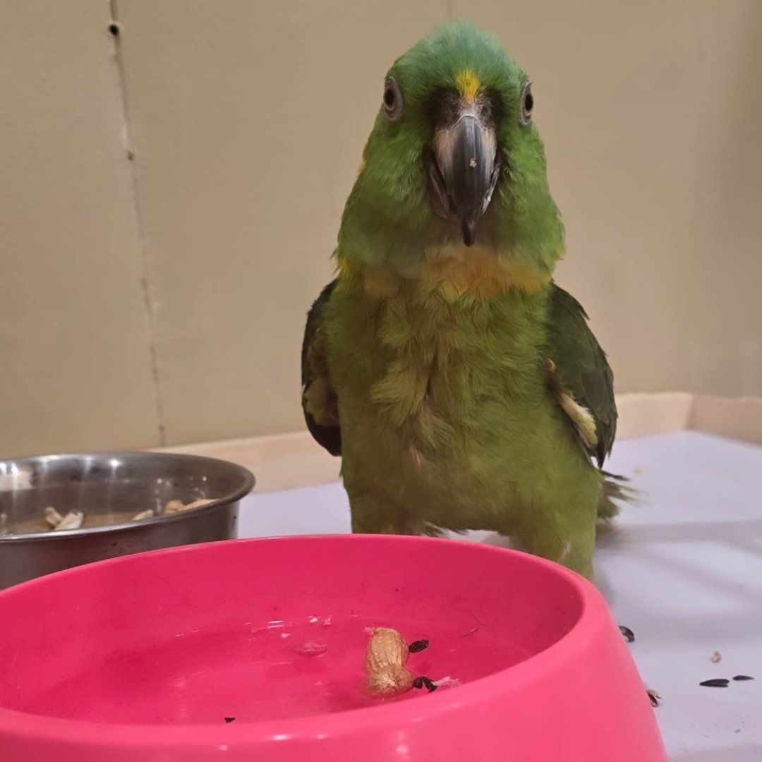 A green parrot standing next to a pink bowl of food — Groomery and Pet Spa in Miller Place, New York