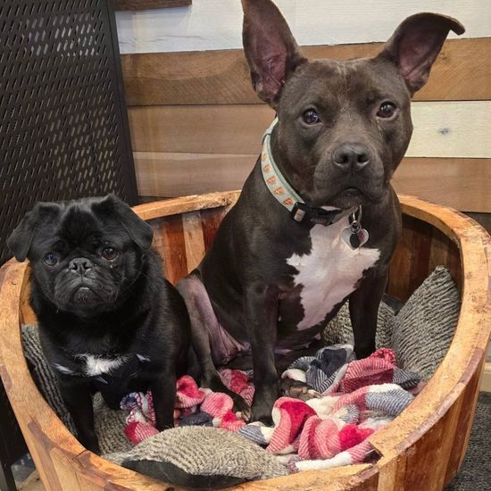 Two dogs are sitting in a wooden bucket with blankets