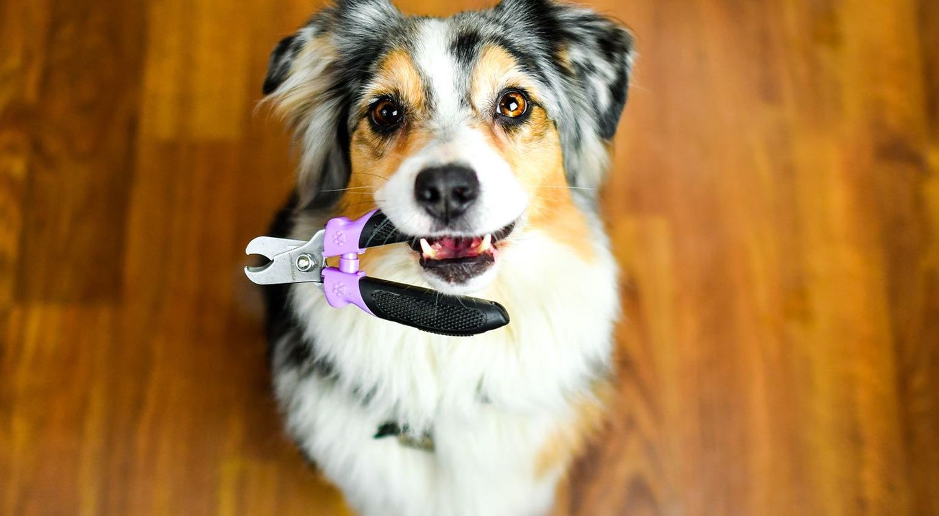 Dog with Nail Clipper — Groomery and Pet Spa in Miller Place, New York