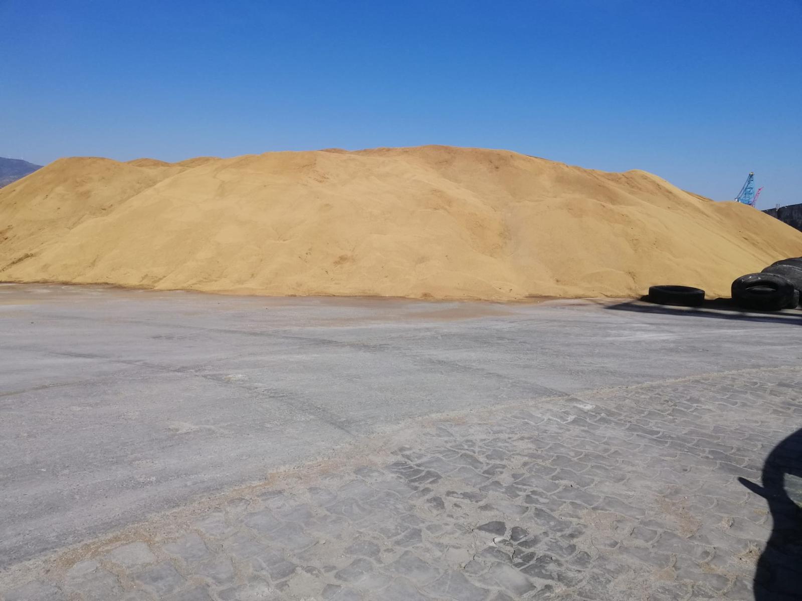 Nocciolino di alta qualità, pre-stagionale