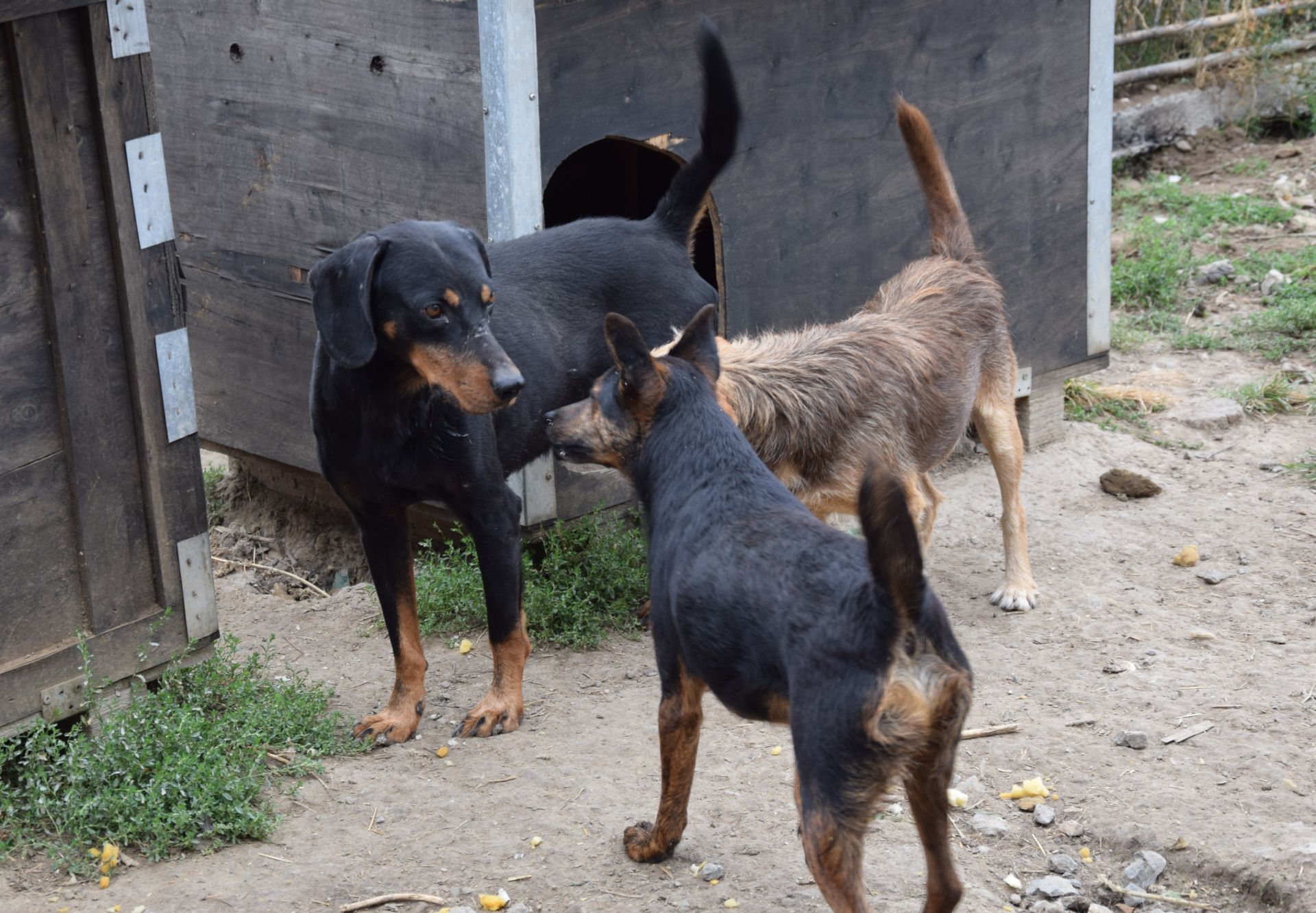 Kommunikation-unter-Hunden