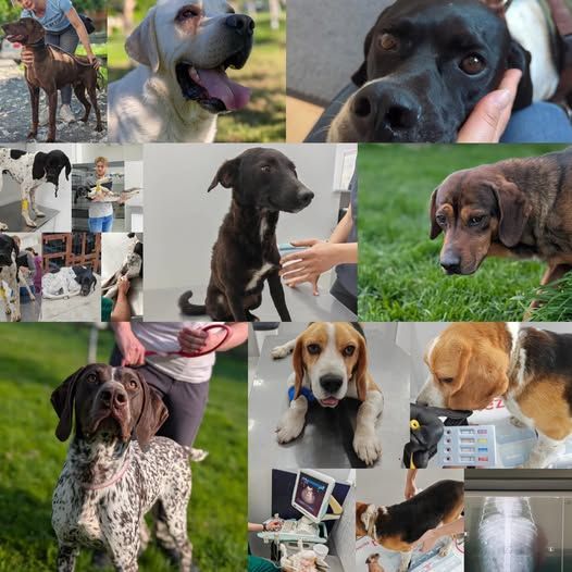 Dringender Spendenaufruf von MEDA e.V.: Tierschutzverein bittet um Hilfe für medizinische Versorgung und Ausreisevorbereitung von Hunden aus Serbien – über 1.600 € Tierarztkosten in wenigen Tagen, jeder Beitrag hilft.