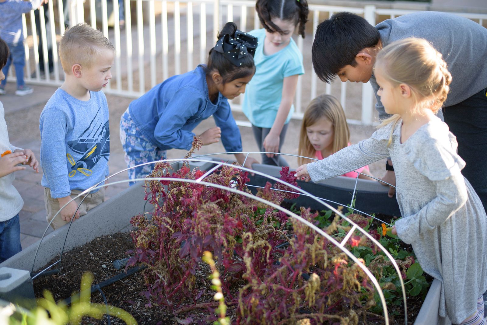 A group of children stand around a garden pointing out the plants.