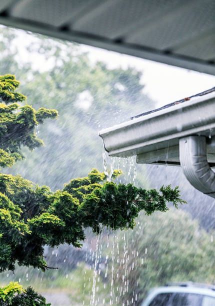Rain pours from a white gutter onto a green bush, with a blurry background of trees.