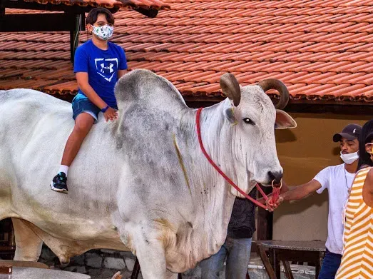 Uma criança usando máscara facial monta em um grande touro branco, segurada por uma pessoa também usando máscara. Eles estão do lado de fora, perto de um prédio.