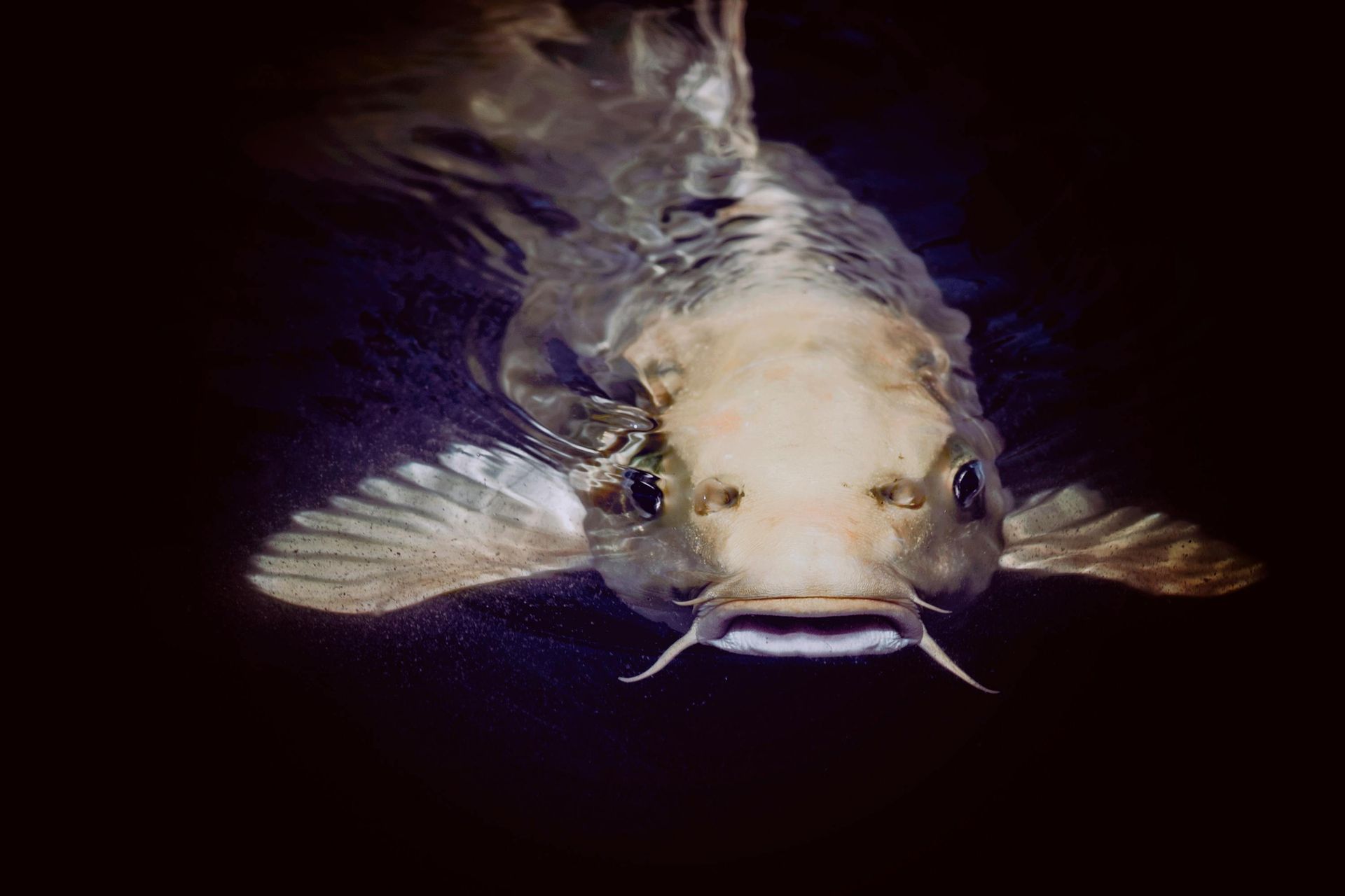 Catfish swimming