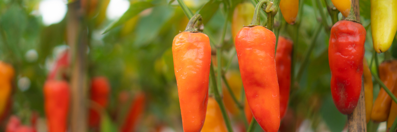 A bunch of red and yellow peppers growing on a plant.