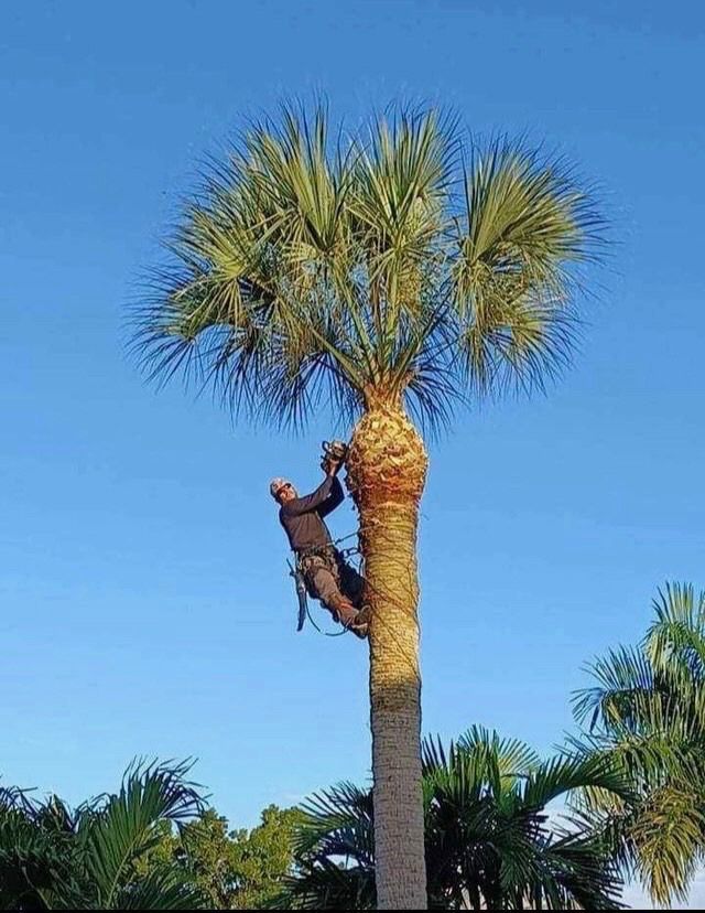 Tree Trimming - Lehigh Acres, FL - Mainor Landscaping Service LLC