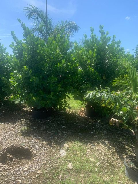 Potted Plants on the Ground - Lehigh Acres, FL - Mainor Landscaping Service LLC