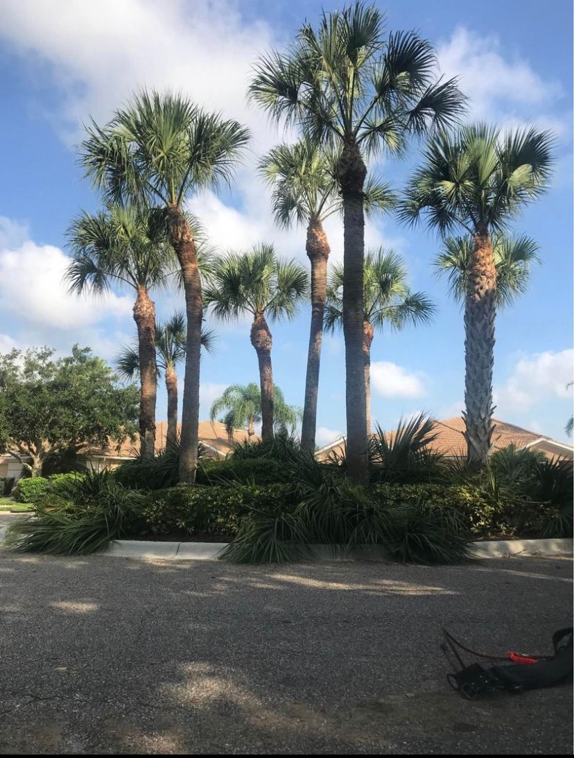 A Row of Palm Trees - Lehigh Acres, FL - Mainor Landscaping Service LLC