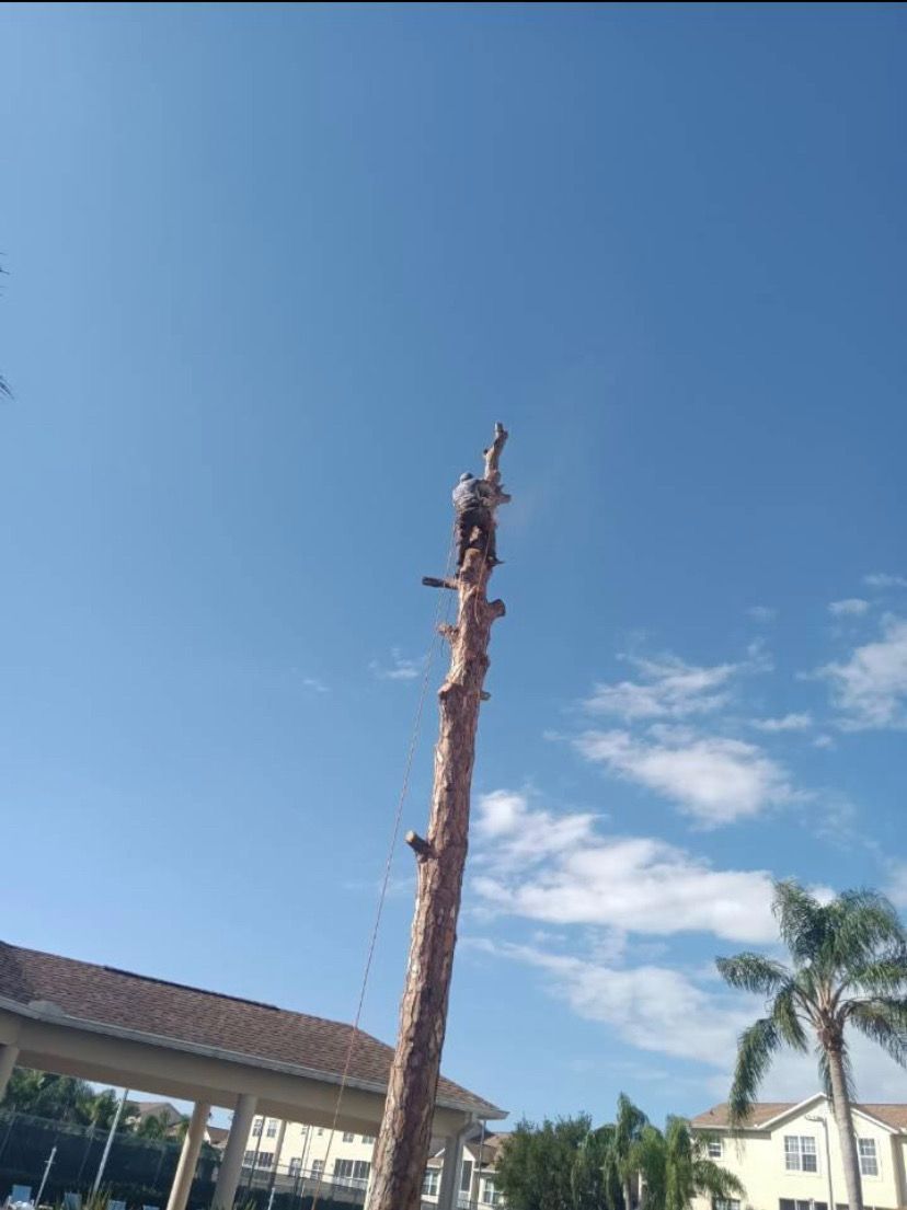 Tree Removal - Lehigh Acres, FL - Mainor Landscaping Service LLC