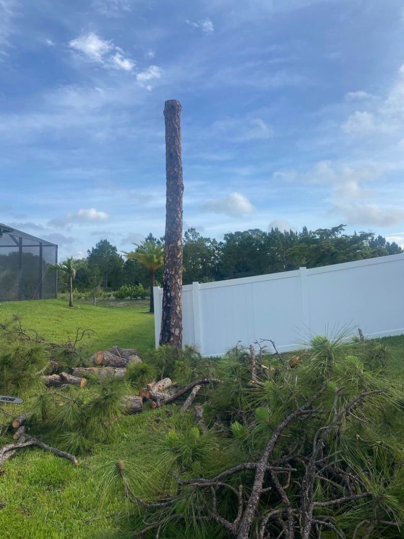 A Large Tree Surrounded by Cut Trees - Lehigh Acres, FL - Mainor Landscaping Service LLC