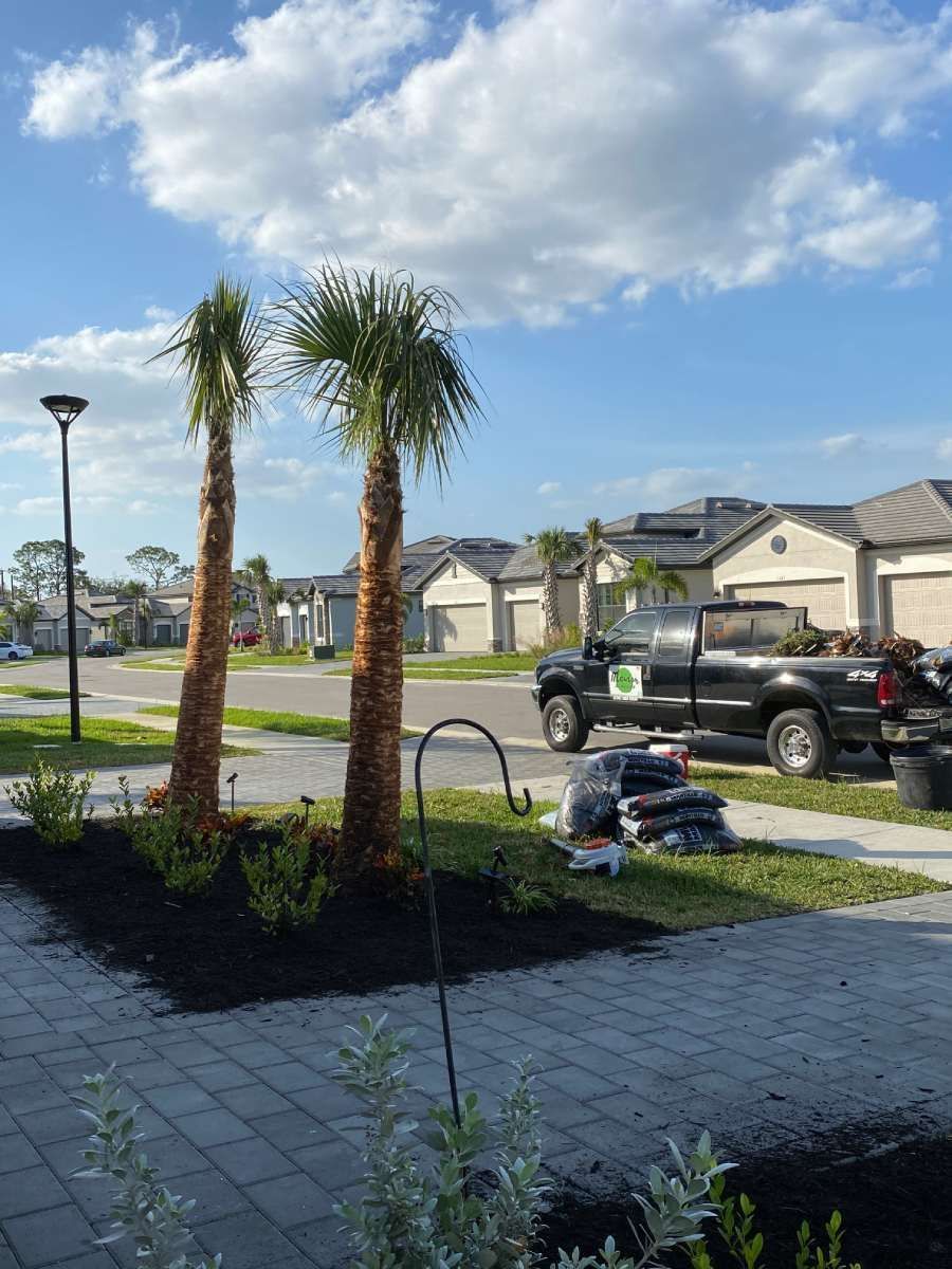 A Black Truck Next to Two Palm Trees - Lehigh Acres, FL - Mainor Landscaping Service LLC