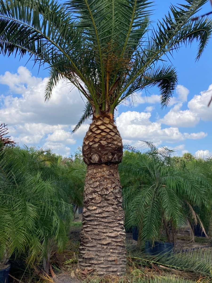 Large Palm Tree - Lehigh Acres, FL - Mainor Landscaping Service LLC