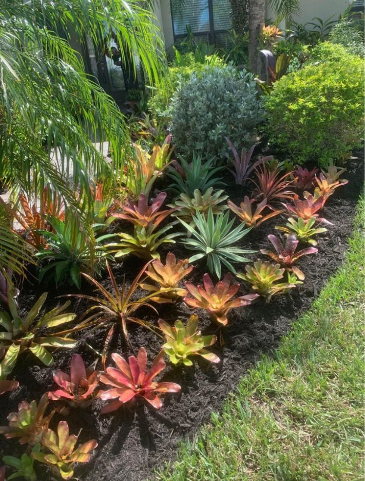Different Types of Plants - Lehigh Acres, FL - Mainor Landscaping Service LLC