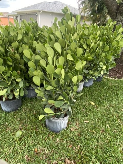 A Bunch of Potted Plants - Lehigh Acres, FL - Mainor Landscaping Service LLC