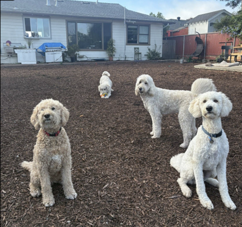 Four light-colored, curly-haired dogs posing on a wood-mulched yard in front of a white house.