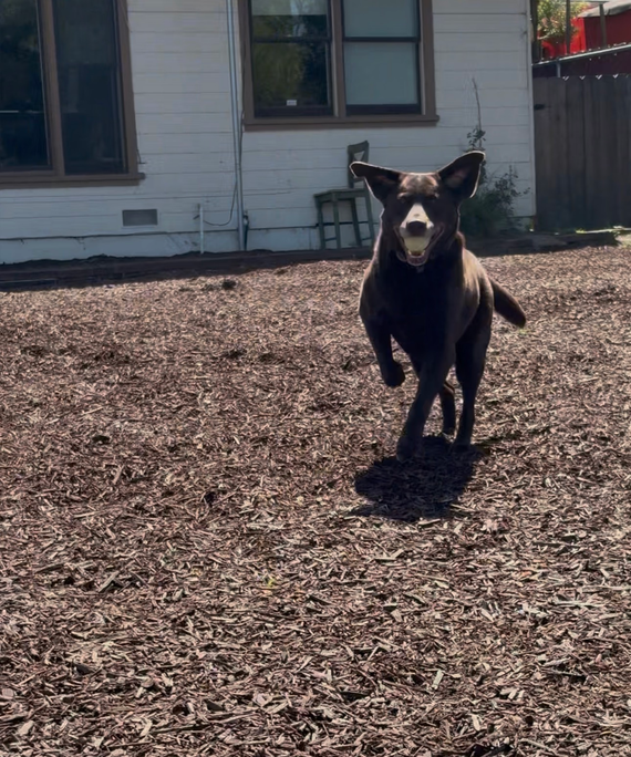 A dark-coated dog with a white patch on its chest and face running across a brown mulch yard toward the camera.