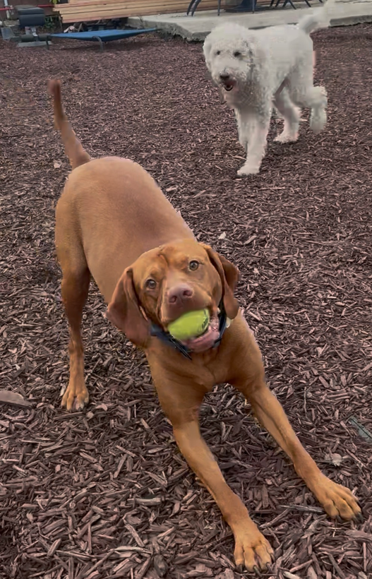A dark-coated dog with a white patch on its chest and face running across a brown mulch yard toward the camera.