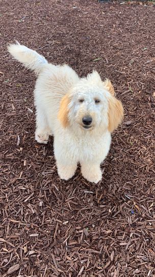 A fluffy, cream-colored Goldendoodle stands on a dark wood-chip surface, looking directly at the camera.