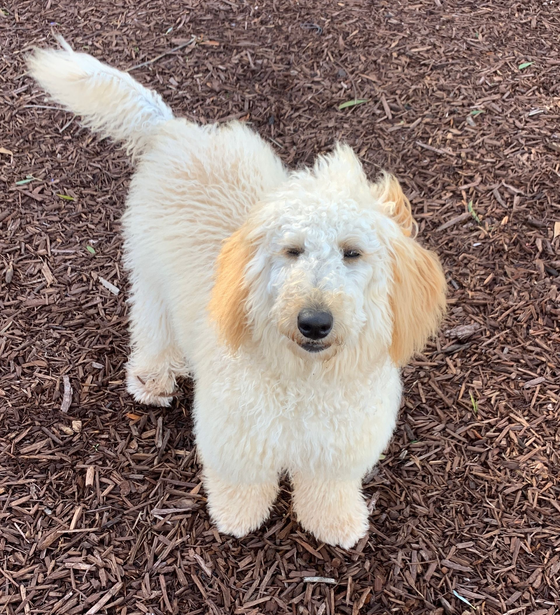 A fluffy, cream-colored Goldendoodle stands on a dark wood-chip surface, looking directly at the camera.