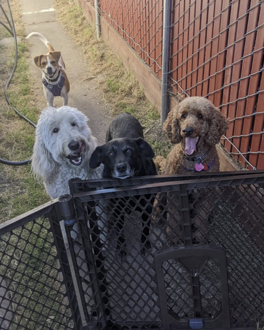 Four dogs gather behind a gate outdoors, including a tan beagle in the back and three dogs facing forward.