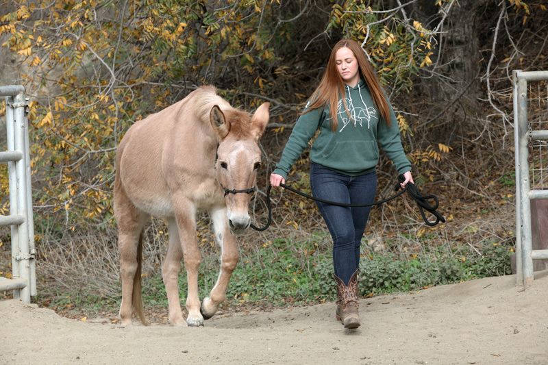 Woman leading a tan horse on a dirt path beside an autumn wooded fence line