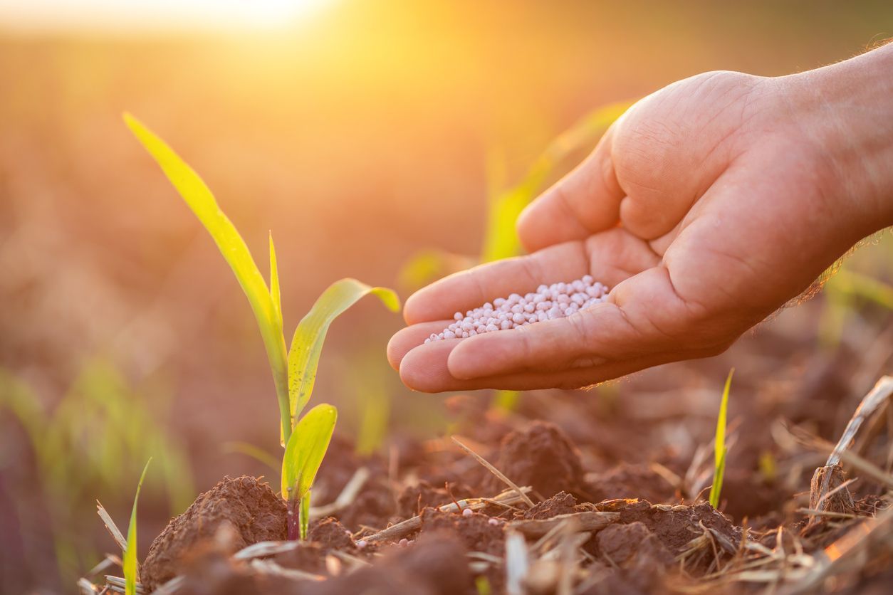 Fertilizante sendo utilizado para a produção de milho