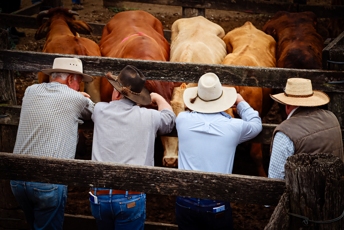 AUSTRALIAN SALEYARDS
