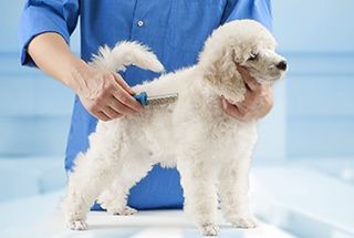 Clean Dog - Animal Healtcare in Friffith IN