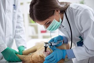 Cleaning Dog Ear - Animal Healtcare in Friffith IN