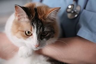 White Cat - Animal Healtcare in Friffith IN