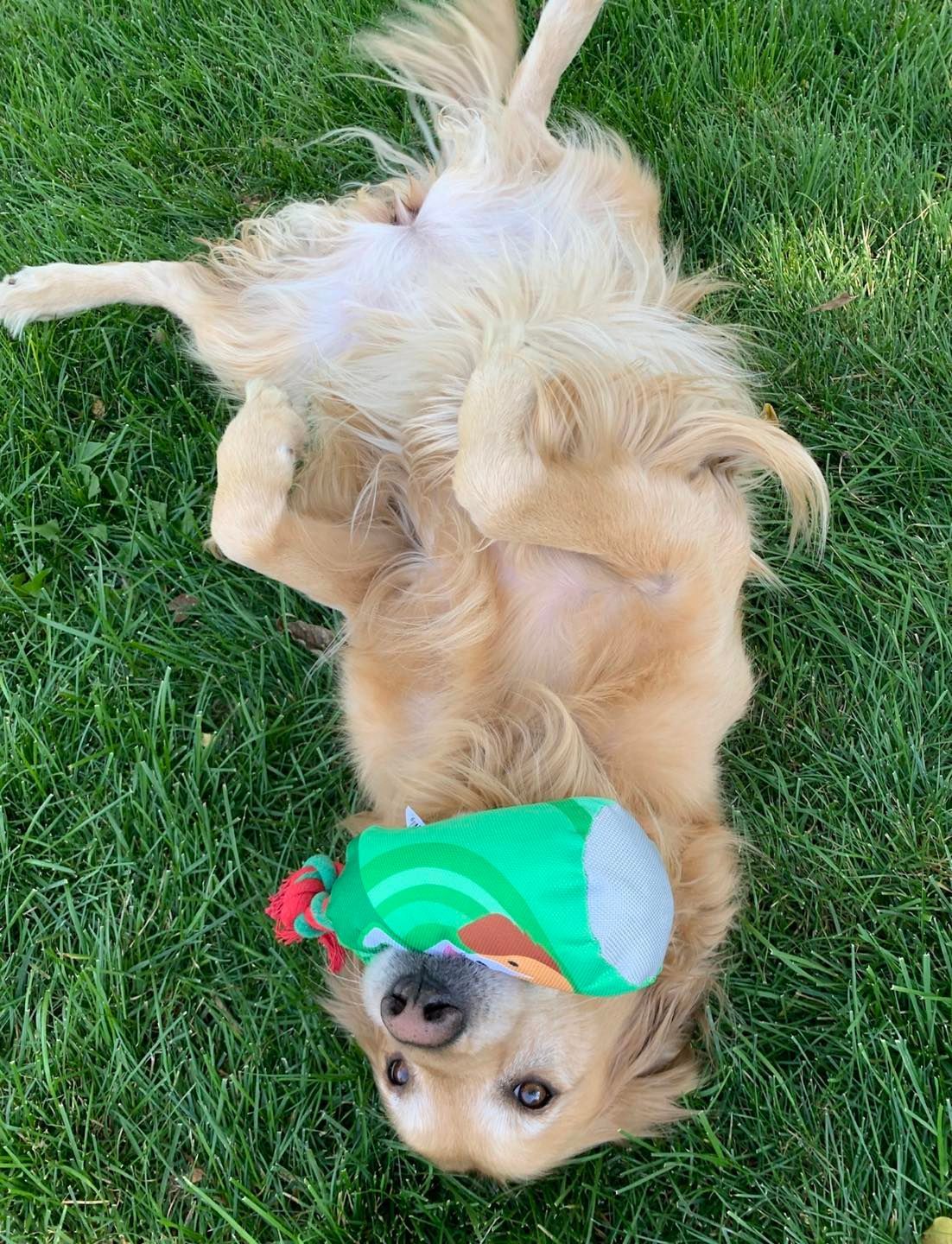A dog is laying on its back in the grass wearing a green hat.