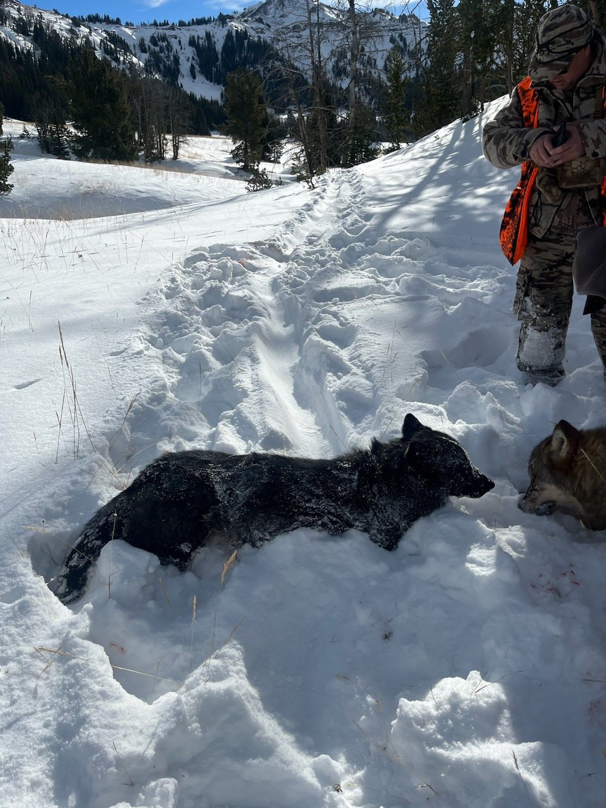 A person is standing next to a dog in the snow.
