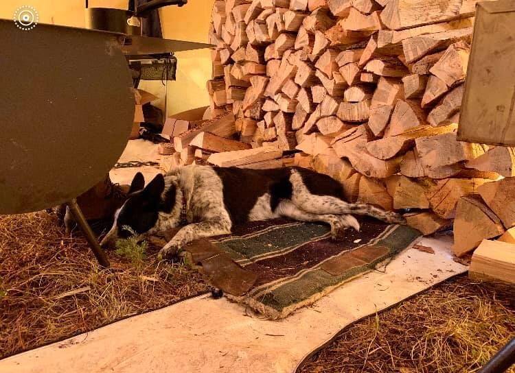 A dog is laying on a rug in front of a pile of logs.