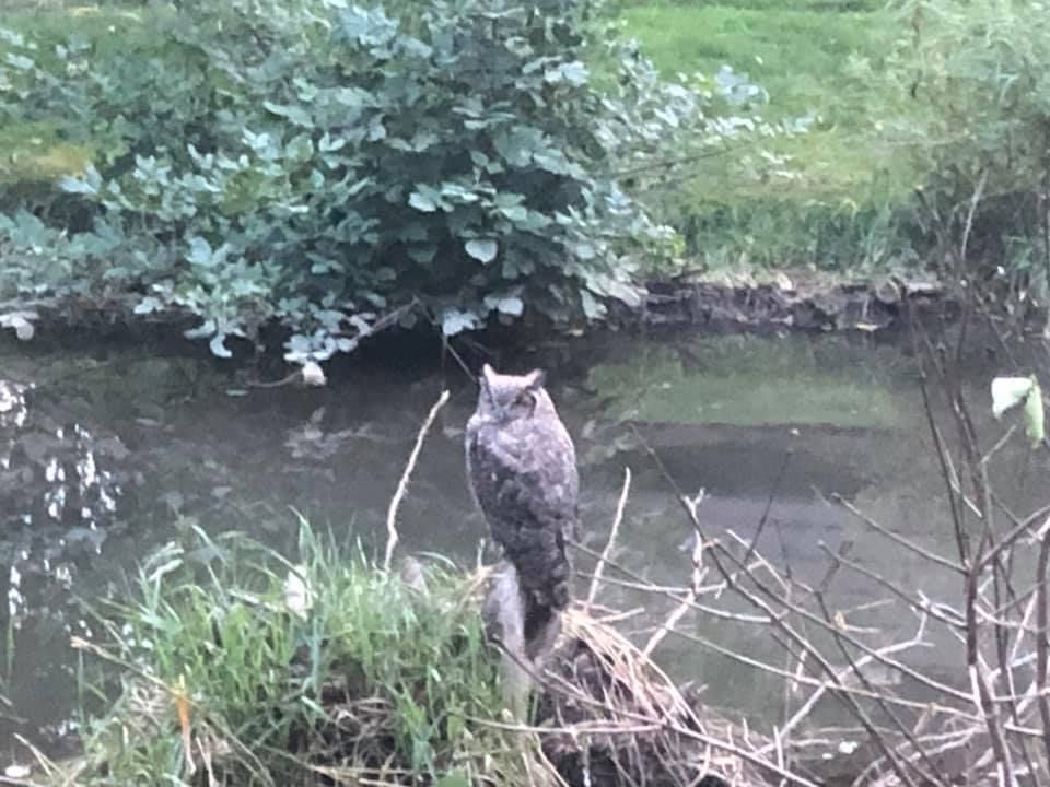 An owl is perched on a tree branch next to a river.