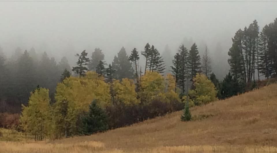 A foggy forest with trees on a hill in the foreground and a field in the background.